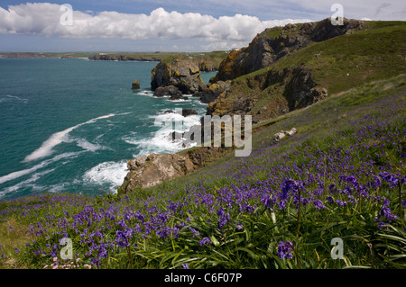 Bluebells on the West coast of The Lizard in spring, near Mullion Cove, Cornwall. Stock Photo