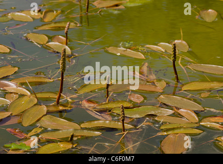 Floating Pondweed, Potamogeton natans in pond at Powerstock Common, Dorset. Stock Photo