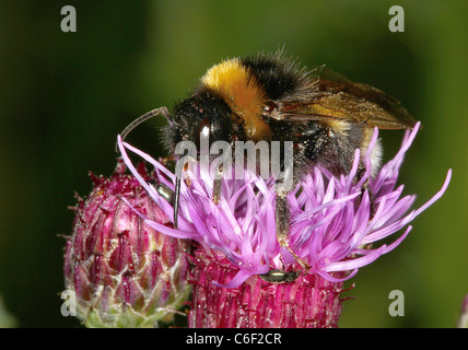 Bumble Bee on Thistle flower. Stock Photo