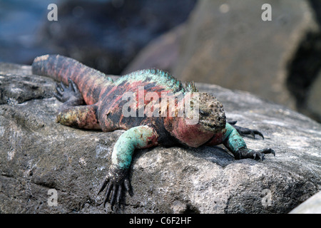 The spectacular colors of the Espanola marina iguana, Galapagos Stock Photo