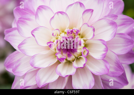Dahlia 'Audacity'. Close up of flowerhead. Stock Photo