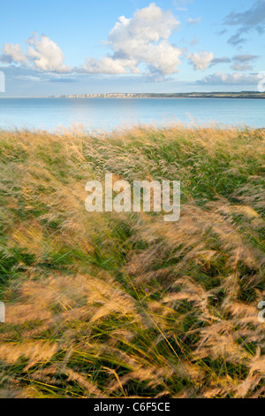 Windblown grasses on Filey Brigg with view over Filey bay towards the Chalk cliffs of Bempton and Flamborough, North Yorkshire. Stock Photo