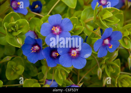 Blue Pimpernel, Anagallis arvensis ssp. foemina in masses, Lesvos (Lesbos), Greece. Stock Photo