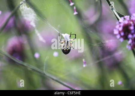 Black and yellow spider wrapping a bug with the web Stock Photo