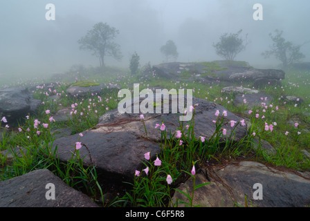 Boloven Plateau wild flower field in the mist, Nong Luang, Dong Hua Sao National Biodiversity Conservation Area, Champasak, Laos Stock Photo