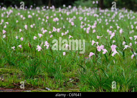 Wild pink flower field, Dong Hua Sao National Biodiversity Conservation Area, Boloven Plateau Champasak, Laos Stock Photo