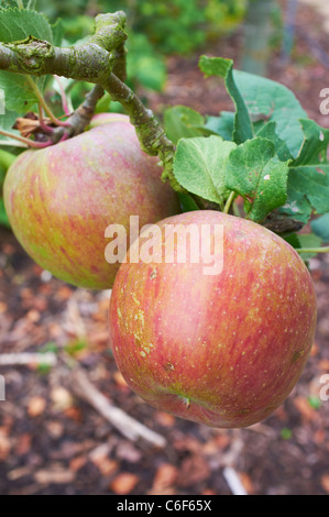 Lord Lambourne Apples hanging from a branch of a fruit tree Wisley Woking Surrey UK Stock Photo