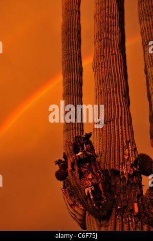 A rainbow appears at sunset during a monsoon rain storm in Tucson ...