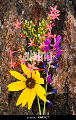 Arizona Wildflowers growing into the bark of a Ponderosa Pine Tree. AZ. Stock Photo