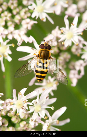 Hoverfly Surphus ribesii  feeding on flower Stock Photo