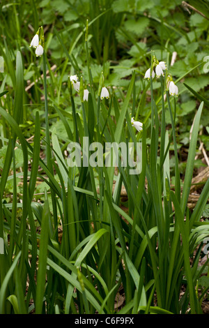 Native Summer Snowflake, Leucojum aestivum ssp. aestivum in the Piddle Valley, Dorset Stock Photo