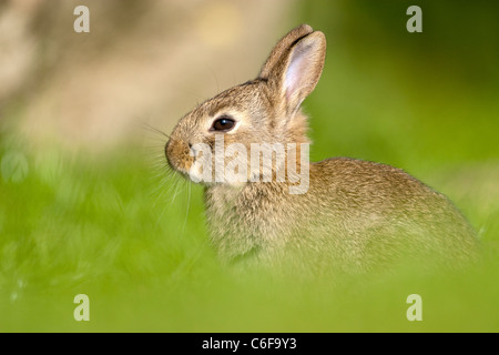 Oryctolagus cuniculas - young rabbit Stock Photo