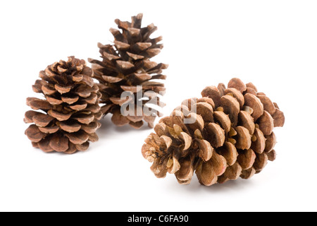 Pine Cone with white background Stock Photo