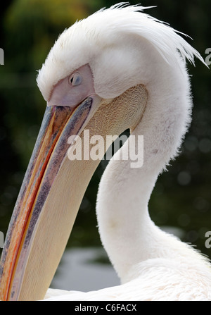 A Pelican (Pelican species) dozes. (Captive bird) St James Park London Stock Photo