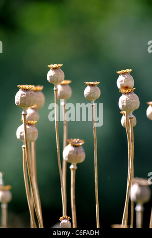 Poppy seed heads Stock Photo