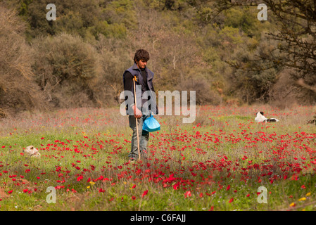 Shepherd (goat-herd) with his dogs, in field of scarlet peacock anemones, spring, Mani peninsula, Greece. Stock Photo