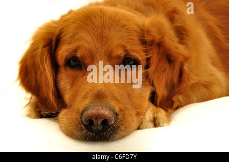 Golden retriever dog very expressive face. Side look Stock Photo - Alamy