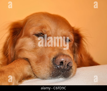 Golden retriever dog very expressive face. Lying. Side view Stock Photo ...