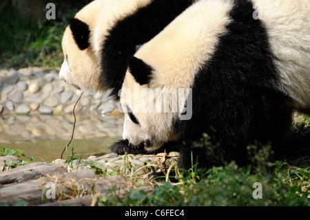 Two sub-adult Giant pandas (Ailuropoda melanoleuca), Sichuan province, China