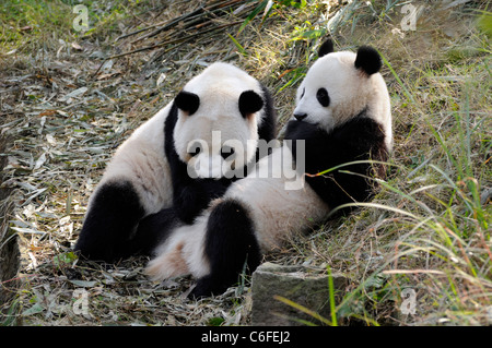Two sub-adult Giant pandas (Ailuropoda melanoleuca), Sichuan province, China