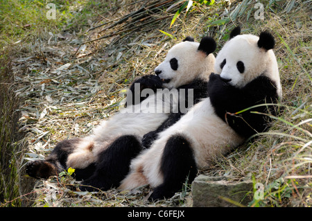 Two sub-adult Giant pandas (Ailuropoda melanoleuca), Sichuan province, China