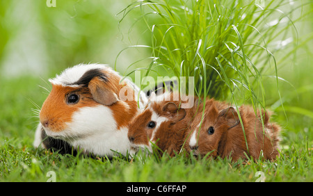 American Crested Guinea Pig, Cavie. Mother and young in grass. Germany Stock Photo
