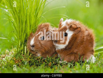 two young Guinea pigs on meadow Stock Photo
