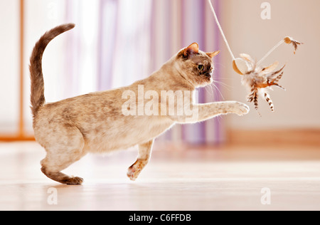 Burmese. Adult cat playing with a feather teaser Stock Photo