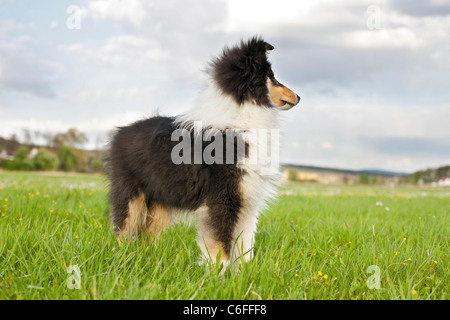 Collie dog - puppy standing on meadow Stock Photo