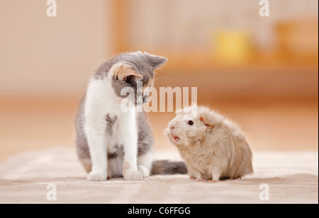 animal friendship : British Shorthair kitten and Rosette guinea pigs Stock Photo