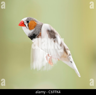 Zebra Finch - flying Stock Photo