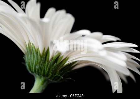 Close Up of a White Gerbera Daisy Flower on a Black Background. Stock Photo