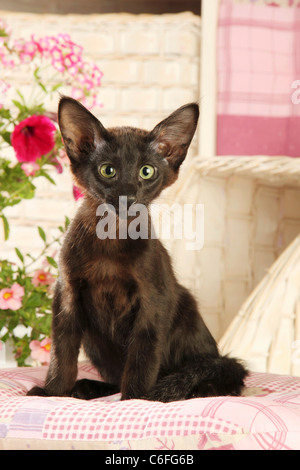 Javanese cat. Kitten sitting Stock Photo