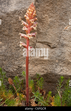 Bedstraw broomrape, Orobanche caryophyllacea, parasitic on Broomrape, Gargano, Italy. Stock Photo