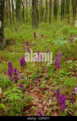 Roman marsh orchids, Dactylorhiza romana in masses in oak woodland, Stock Photo