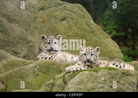 two young Snow leopards - lying / Uncia uncia Stock Photo