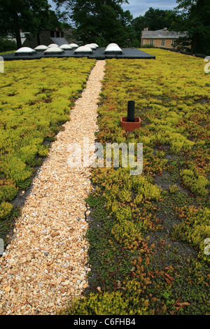 green roof top covered with sedum plants Stock Photo