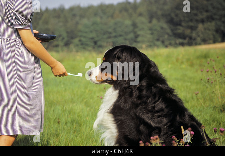 Bernese Mountain dog - cleaning teeth Stock Photo