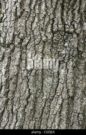 image of large mature oak tree bark with some moss Stock Photo