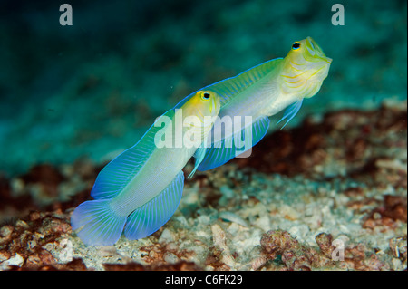 Pair of Yellowhead Jawfish Opistognathus aurifrons courting and fighting on a coral reef near Palm Beach, Florida. Stock Photo