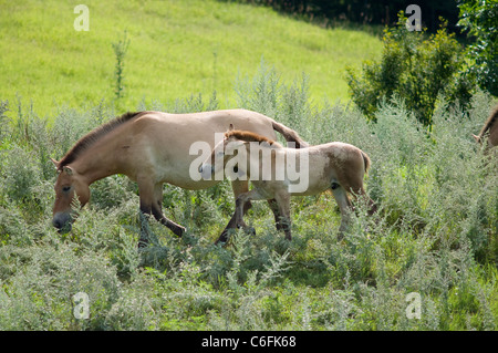 asian wild horses or equus przewalskii grazing on green hillside Stock Photo