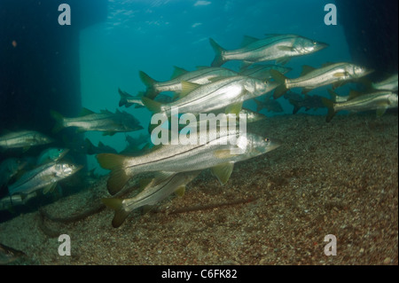 Common Snook, Centropomus undecimalis, swim around the pilings of a bridge in the Lake Worth Lagoon, Singer Island, Florida. Stock Photo