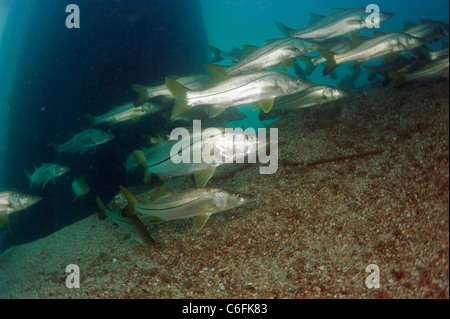 Common Snook, Centropomus undecimalis, swim around the pilings of a bridge in the Lake Worth Lagoon, Singer Island, Florida. Stock Photo