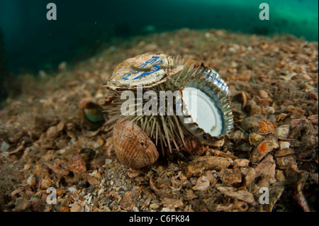 Sea Urchin, Lytechinus variegatus, with debris attached to it. Photographed in the Lake Worth Lagoon, Singer Island, Florida Stock Photo