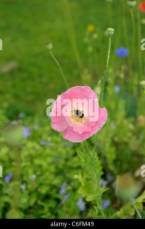 A bumble bee on a pink Poppy flower Stock Photo
