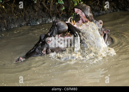 Male hippos play-fighting in river, Masai Mara, Kenya Stock Photo