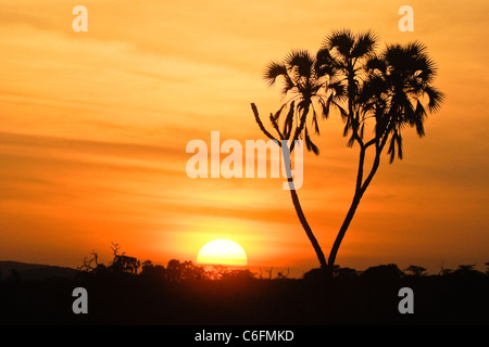 Sun rising behind doum palm tree, Samburu, Kenya Stock Photo