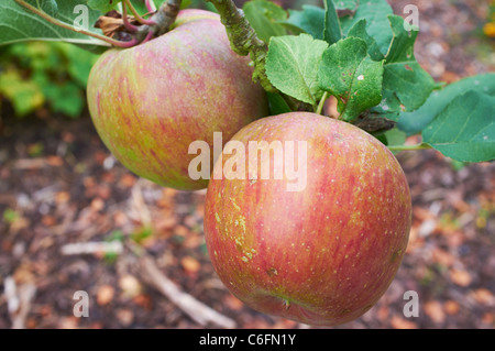 Lord Lambourne Apples hanging from a branch of a fruit tree Wisley Woking Surrey UK Stock Photo