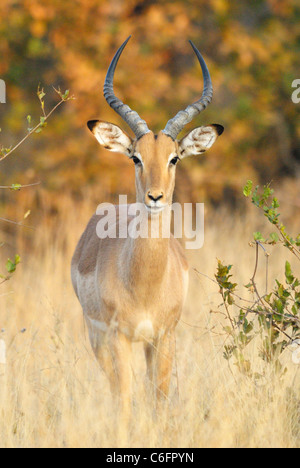 Male Impala in Kruger National Park, South Africa Stock Photo