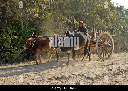 Bullock cart on dusty road, Burma (Myanmar) Stock Photo